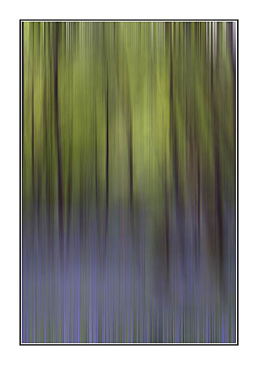 Bluebell Wood, Loch Lomand