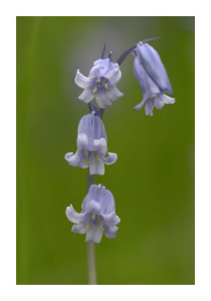  Bluebell 