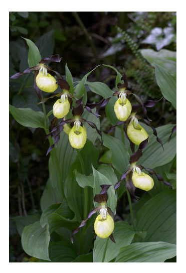 Lady's Slipper Orchid