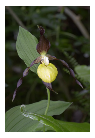 Lady's Slipper Orchid