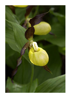 Lady's Slipper Orchid