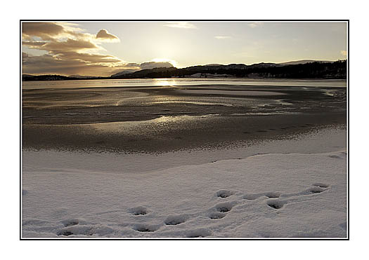 Otter track, Loch Insh, Scottish Highlands