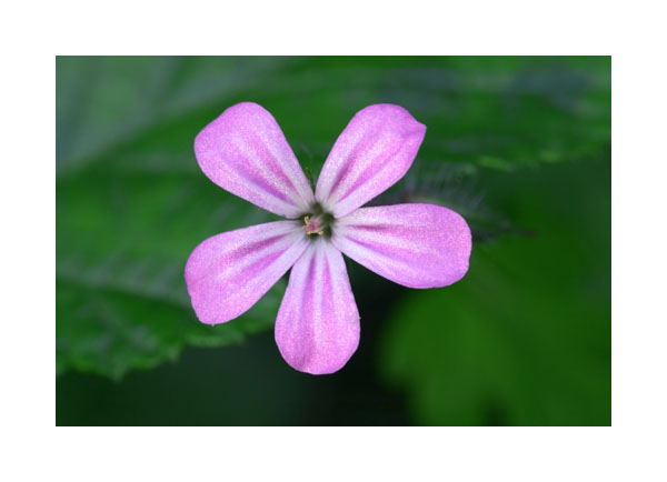 Herb Robert