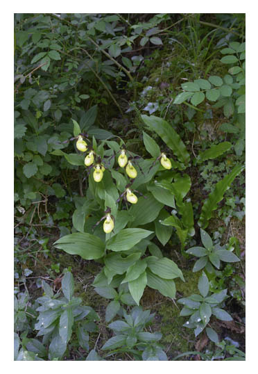 Lady's Slipper Orchid