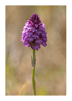 Pyramidal Orchid